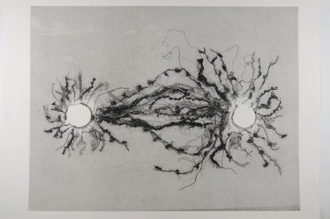 <strong>Out of Body 3.3</strong>, Susan Aldworth, monoprint, 56 x 76 cms, 2009.