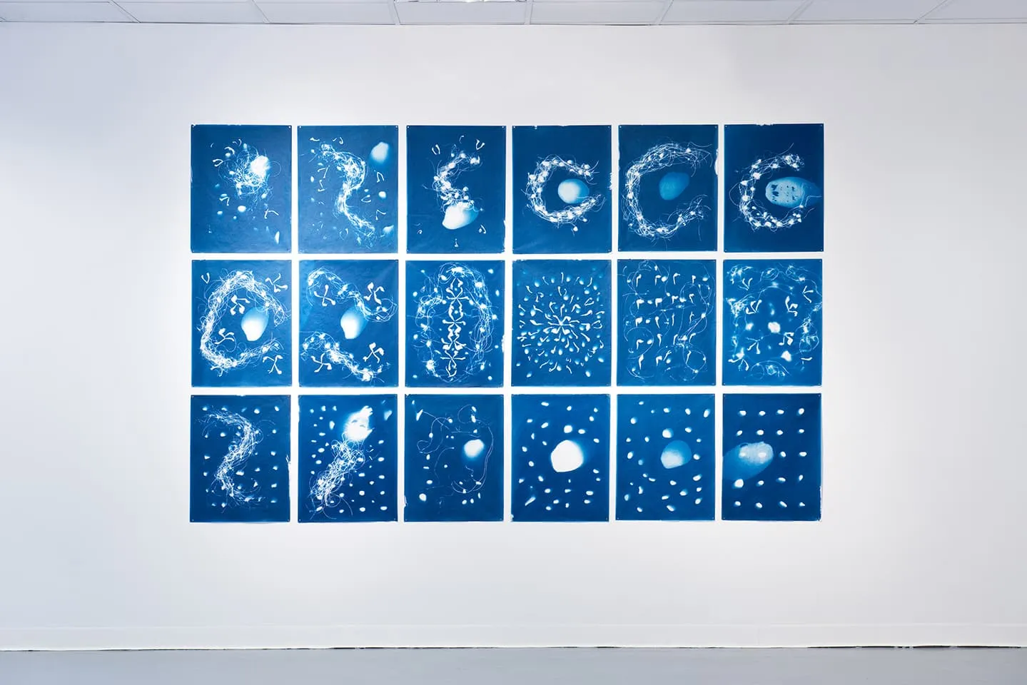 <strong>Out of the Blue</strong>, installation of 18 cyanotypes, Susan Aldworth, 1.77 x 2.82 metres, 2020. Photograph by Colin Davison at Vane.