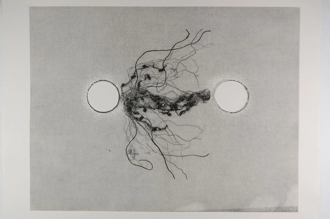 <strong>Out of Body 4.3</strong>, Susan Aldworth, monoprint, 56 x 76 cms, 2009.
