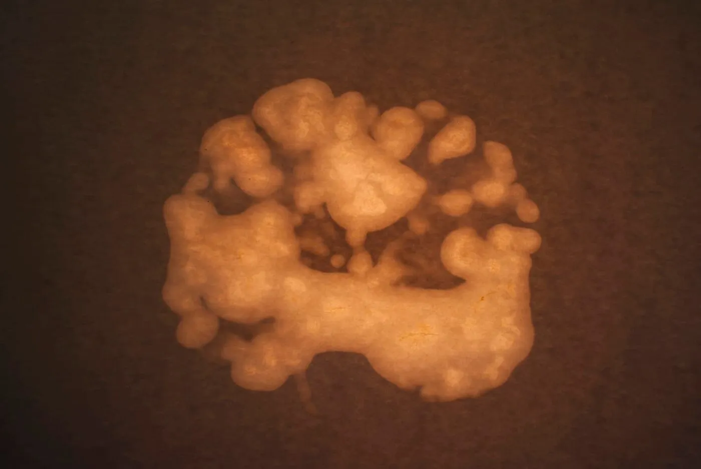 <strong>Passing Thoughts 7</strong>, Susan Aldworth, archival digital print, 23 x 35 cms, 2013.