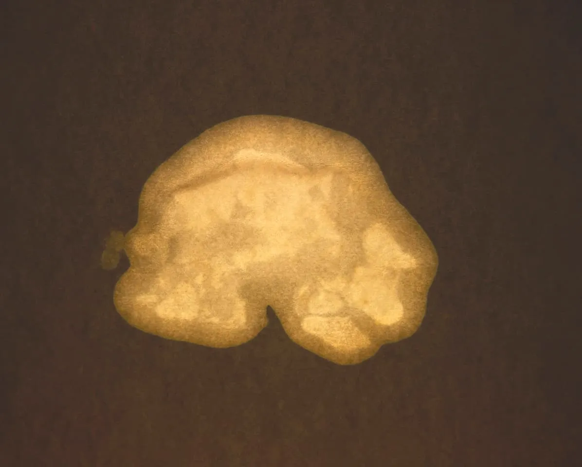 <strong>Passing Thoughts 5</strong>, Susan Aldworth, archival digital print, 23 x 35 cms, 2013.