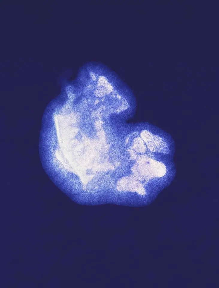 <strong>Passing Thoughts 1</strong>, Susan Aldworth, archival digital print, 35 x 27 cms, 2013.