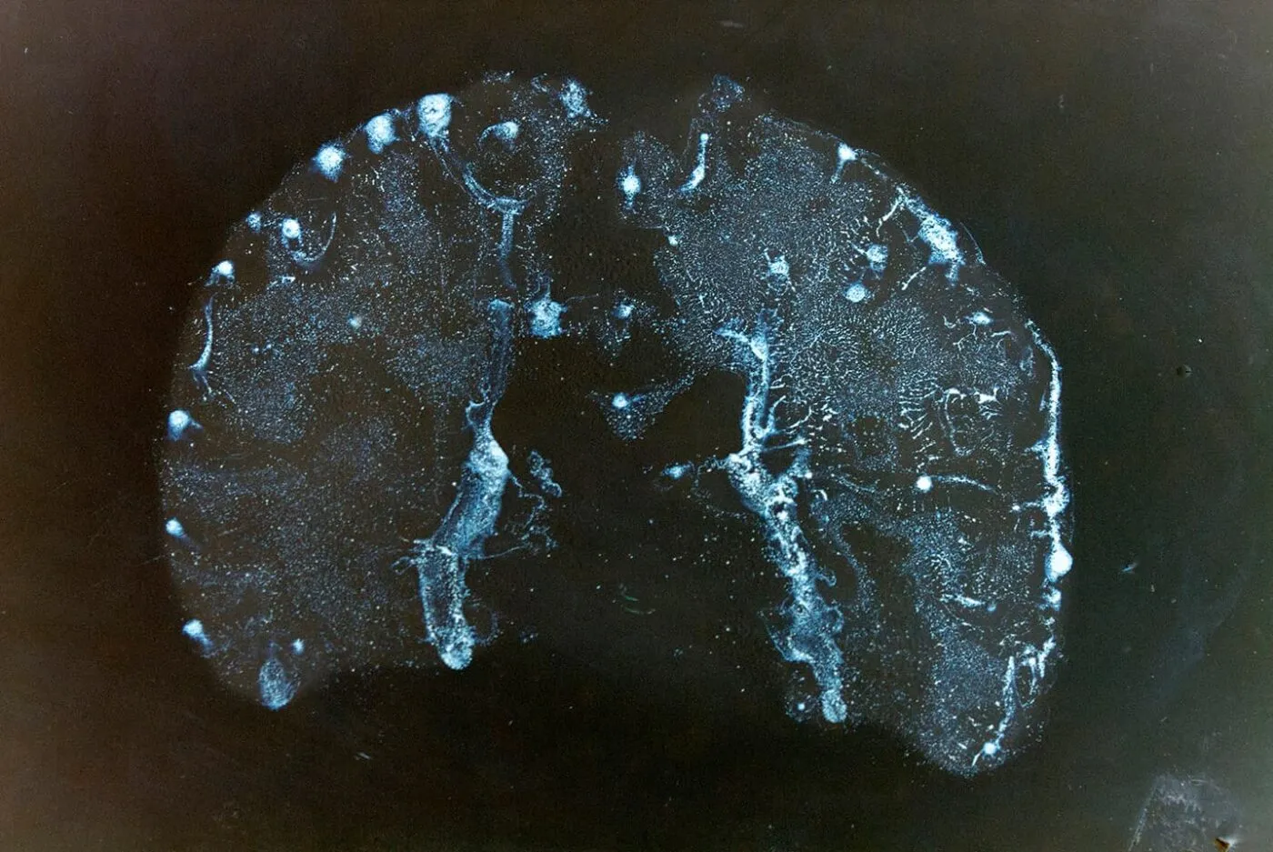 <strong>Passing Thoughts 13</strong>, Susan Aldworth, archival digital print, 15 x 22 cms, 2013.