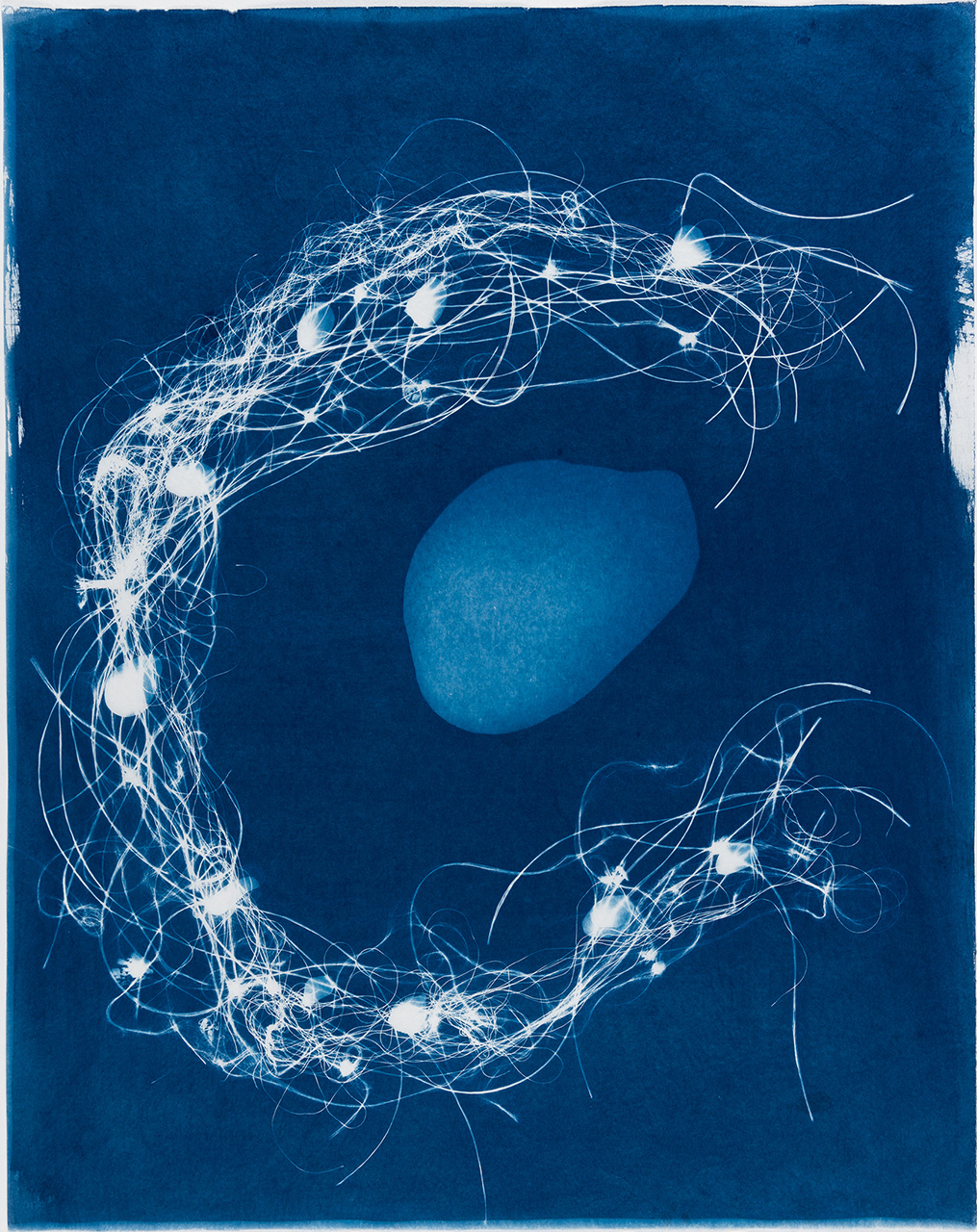 Out of the Blue 6, cyanotype, Susan Aldworth, 2020, 59 x 47 cms